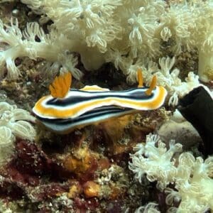 Colorful sea slug among coral.