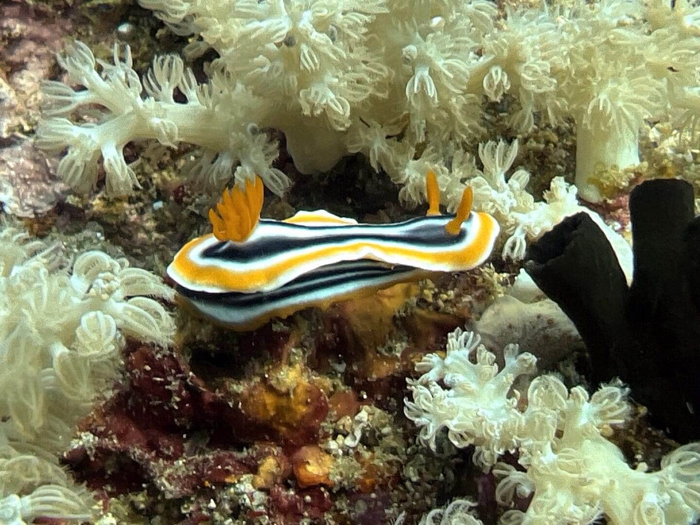 Striped nudibranch on coral reef.