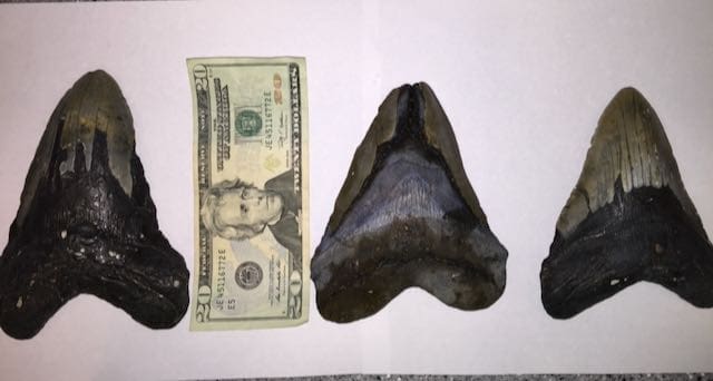 Three large shark teeth beside twenty-dollar bill.