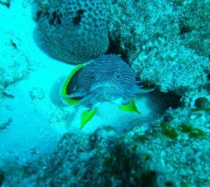 Fish swimming near coral on ocean floor.