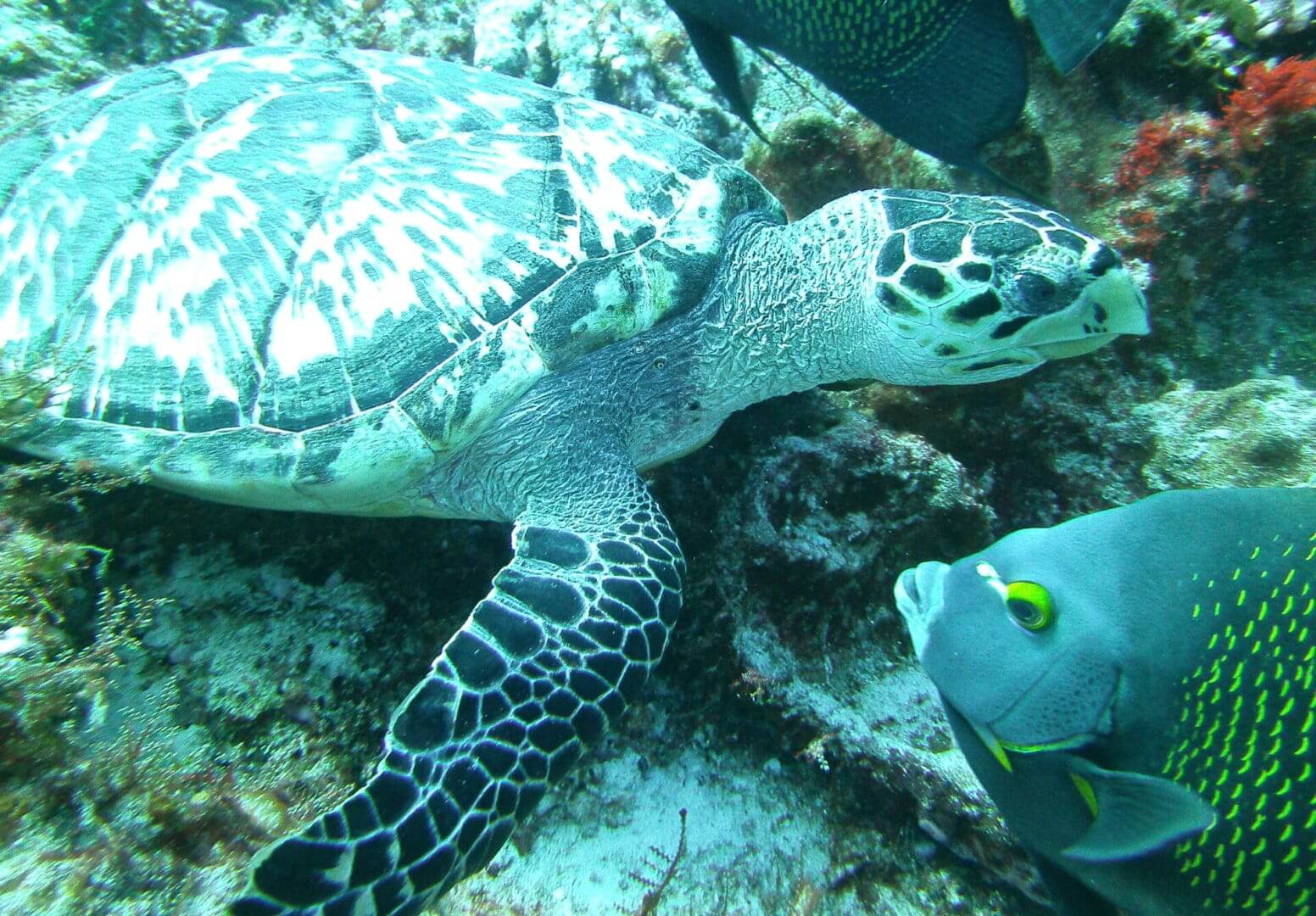 Sea turtle swimming near colorful fish.