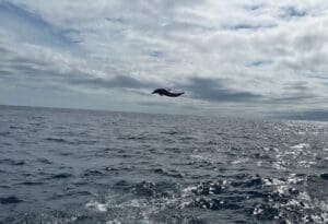 Dolphin jumping over ocean under cloudy sky.