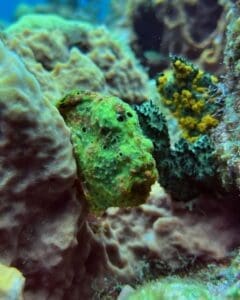 Green frogfish camouflaged among colorful coral.