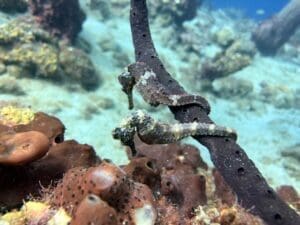 Two seahorses clinging to underwater coral.