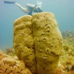 Scuba diver swimming near large coral formation.