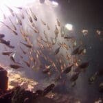 School of fish swimming underwater in sunlight.