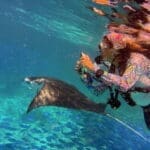 Diver photographing ray underwater.