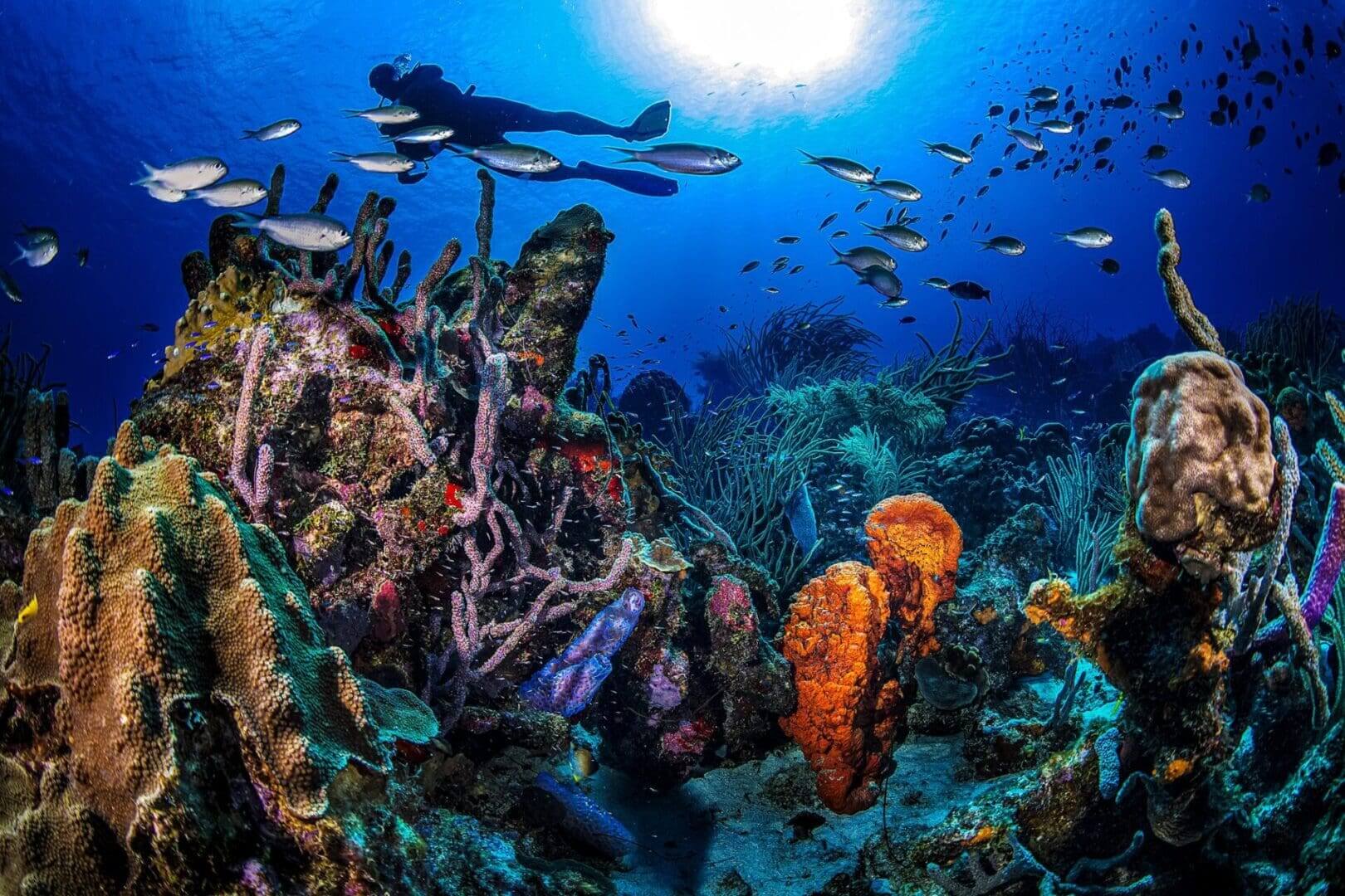 Diver exploring vibrant coral reef underwater.