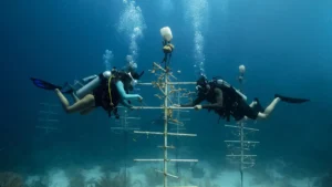 Divers tending underwater coral restoration structure.